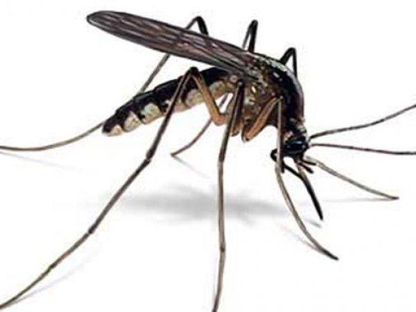 Szúnyogirtás, szúnyoggyérítés Bács-Kiskun megye