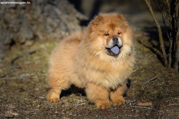 Csau csau törzskönyvezett kis kutyák elérhetők