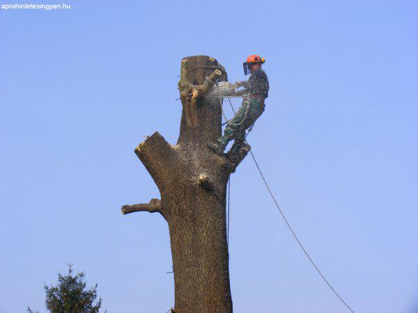 Veszélyes fa kivágás