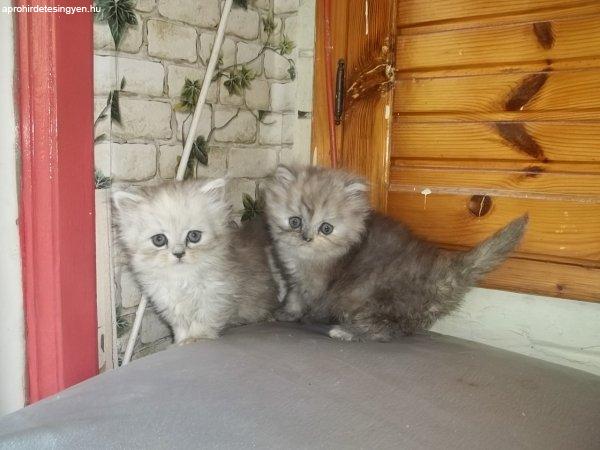 Csincsilla perzsa kiscicák kaphatók