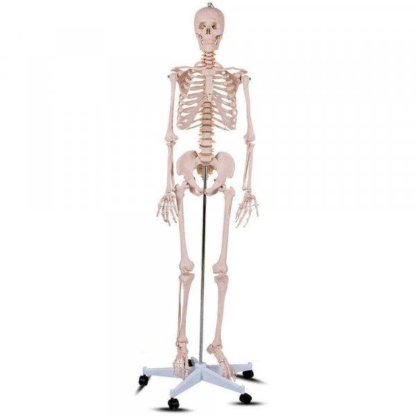 Timeless Tools életnagyságú Anatómiai Csontváz modell állvánnyal, 206
csont 