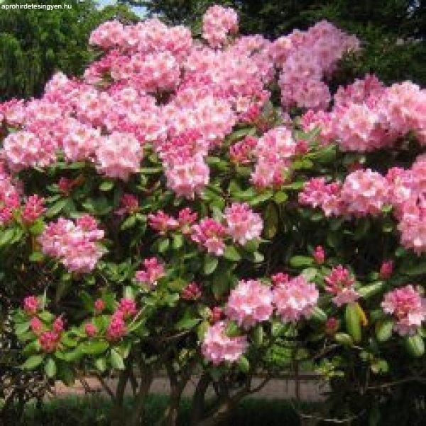 Rhododendron Havas szépe - Rhododendron hybrid (cserép k 03, 25-30 cm)