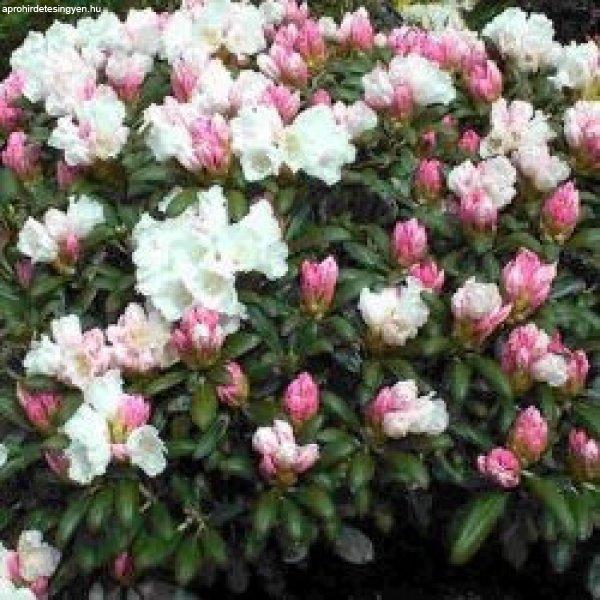 Rhododendron Japán hegyi - Rhododendron Yakusimanum (cserép k 03, 20-25 cm)